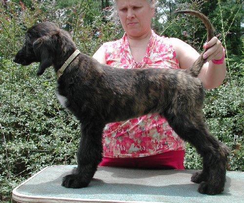 Green-BlkMskRed BrindleGirl12wks.jpg - 90.24 K